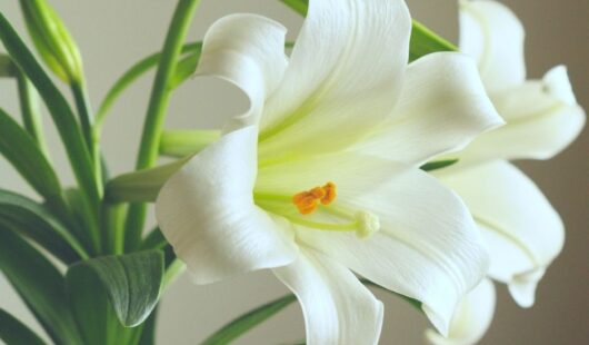 Easter date March 2024