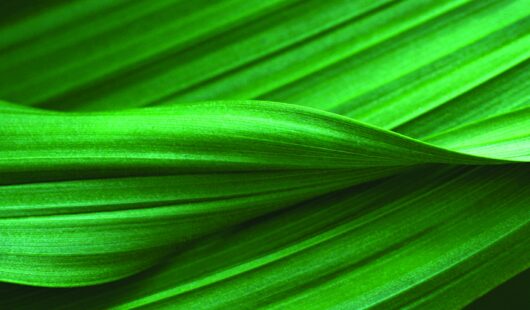 Jan 25 Intimacy v Isolation