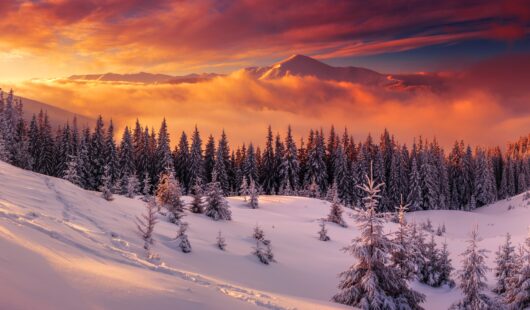 Shell never stop living Feb 25