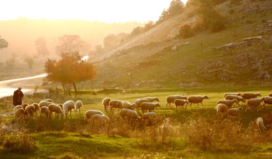 Shepherd Bible study 10 26