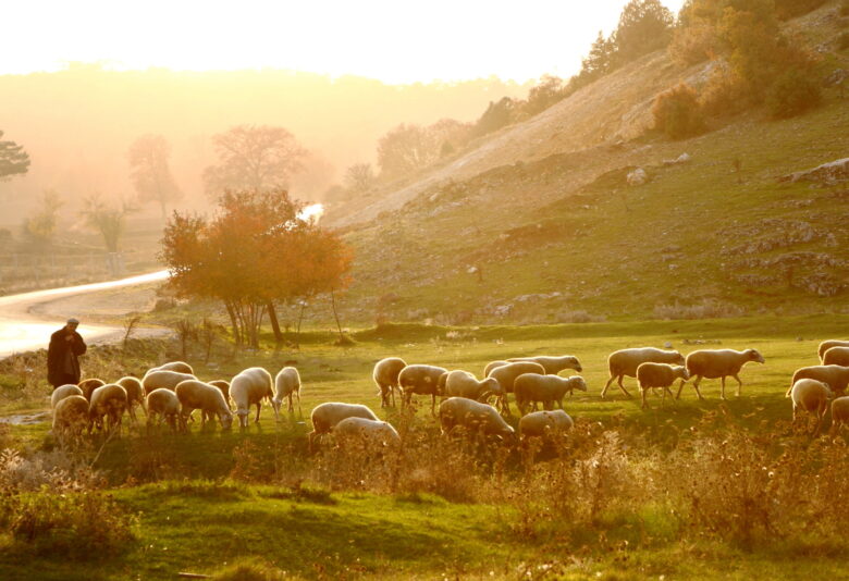Shepherd Bible study 10 26