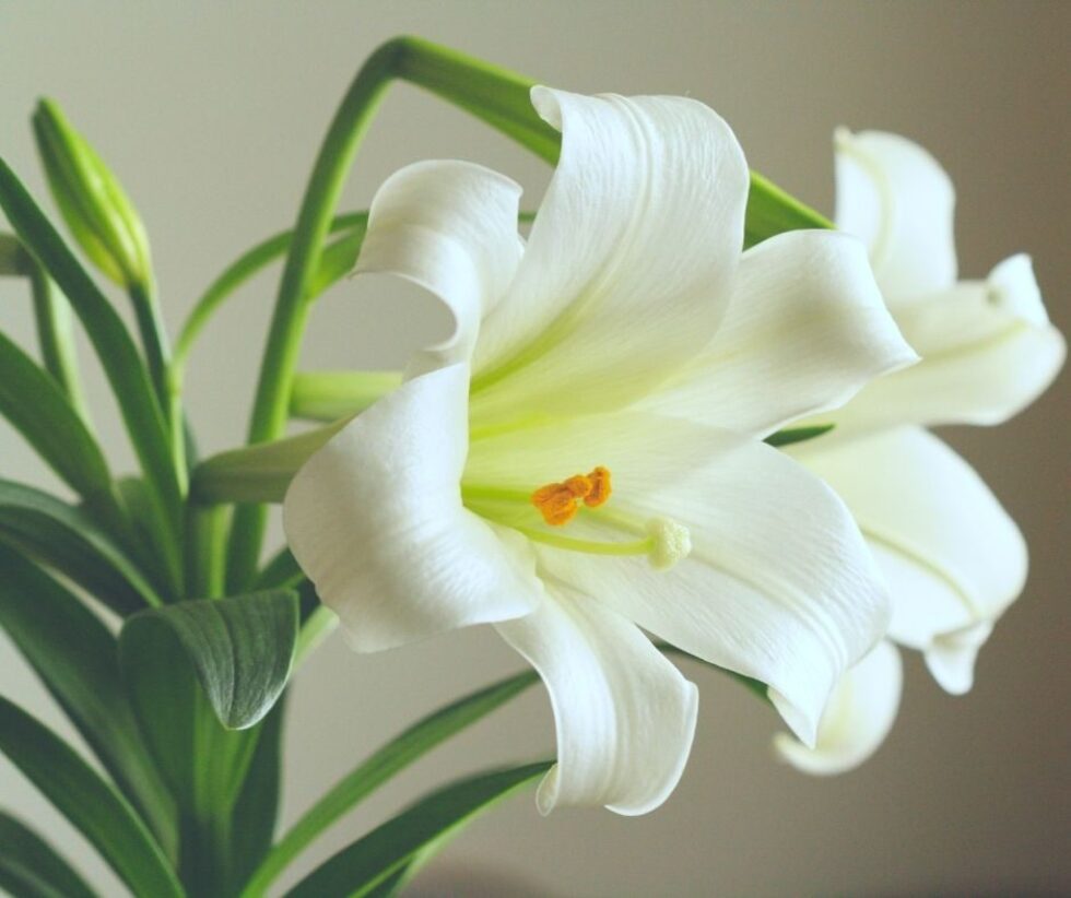 Easter date March 2024