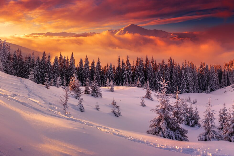 Shell never stop living Feb 25