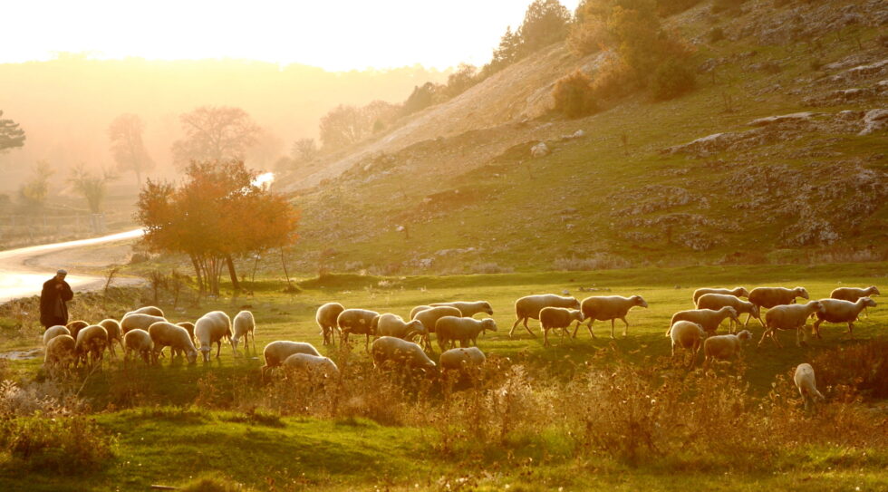 Shepherd Bible study 10 26